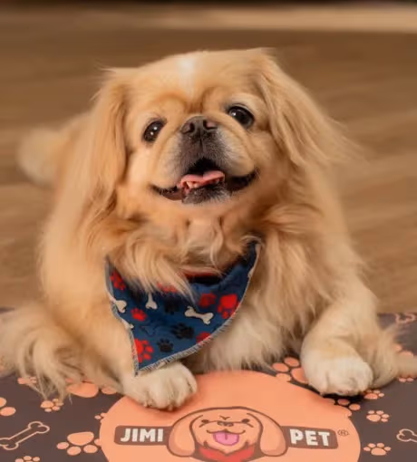 JimiPet Tapete Higiênico